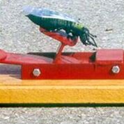 Froggy Fly Fling - Image 4